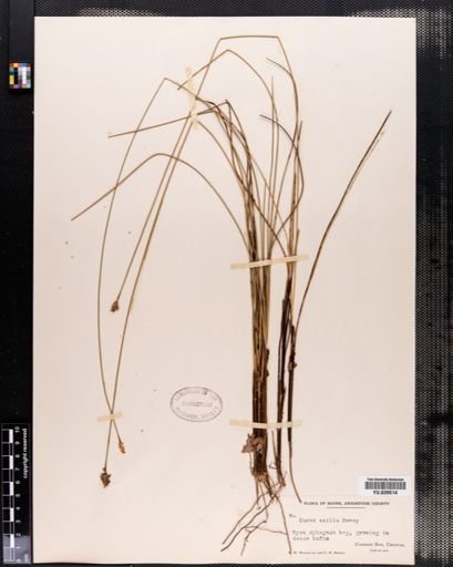 Carex exilis