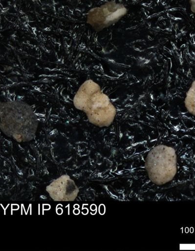 undet. Foraminiferida