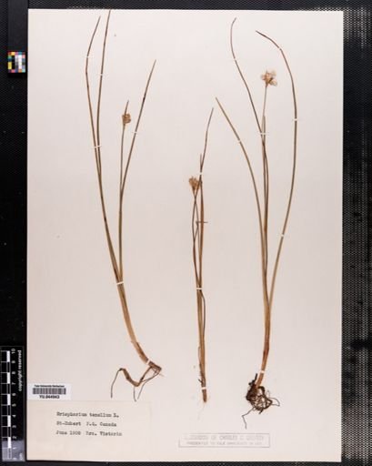 Eriophorum tenellum
