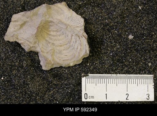 Inoceramus comancheanus