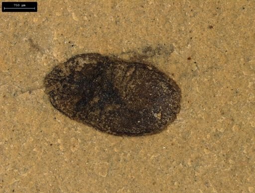 undet. Hemiptera