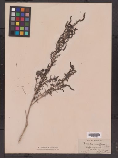 Suaeda maritima