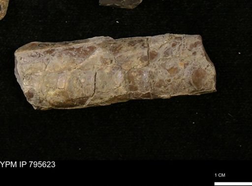 Baculites sp.