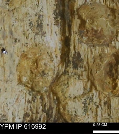 Teredo sp.