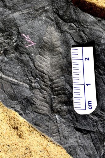Pecopteris sp.