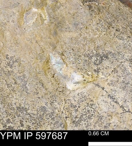 undet. Bivalvia