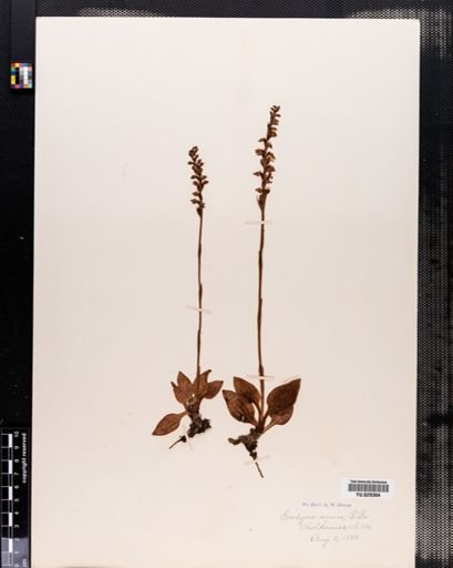 Goodyera repens