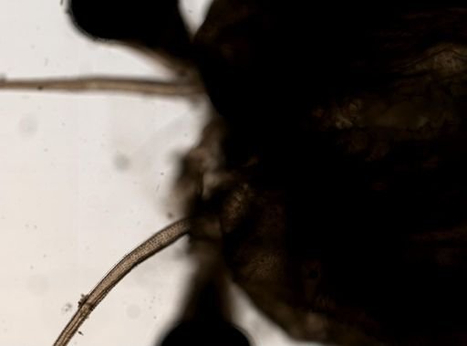Chirocephalus
