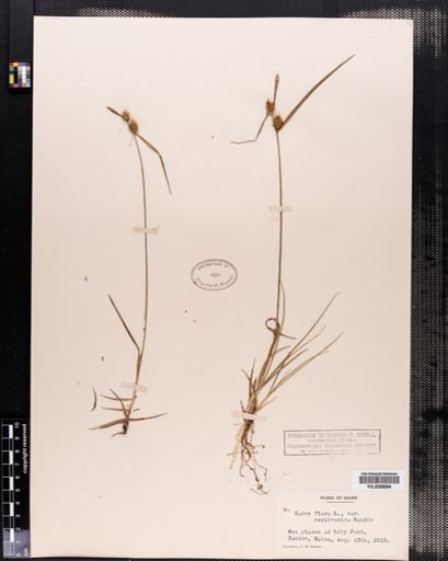 Carex flava