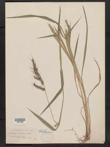 Echinochloa crus-galli