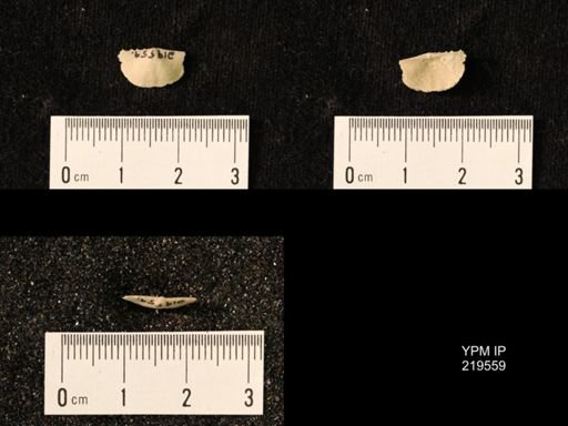 Chonetes granulifer