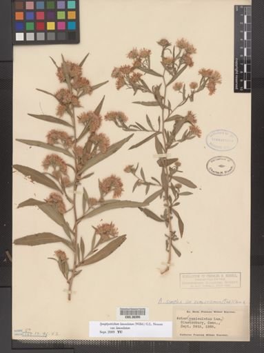Symphyotrichum lanceolatum lanceolatum