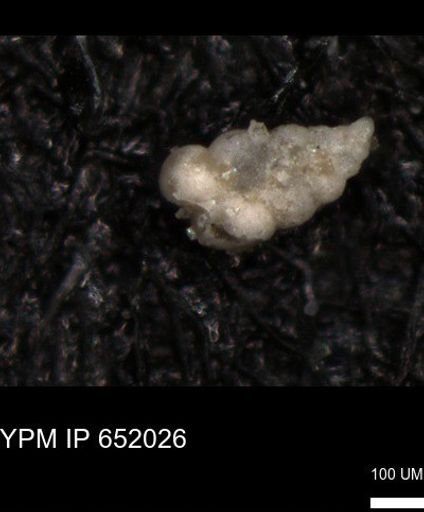 undet. Heterohelicidae