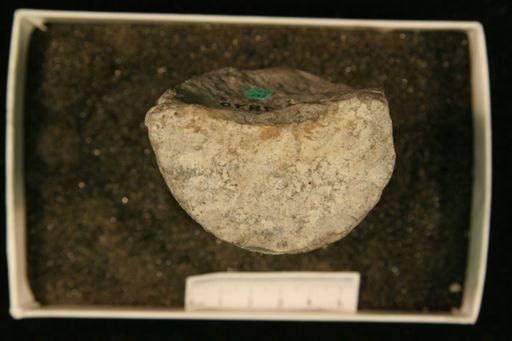 Protokionoceras anticostiense