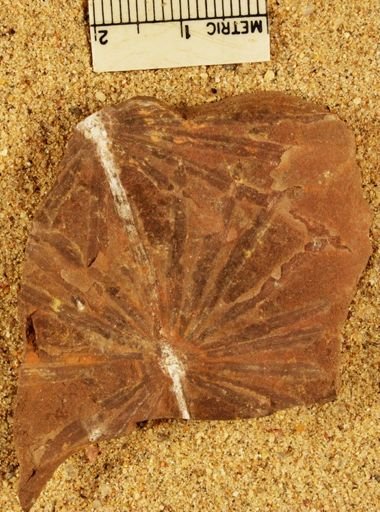 Annularia radiata