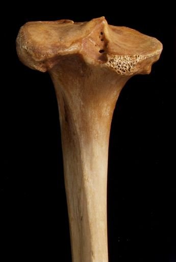 Pan troglodytes