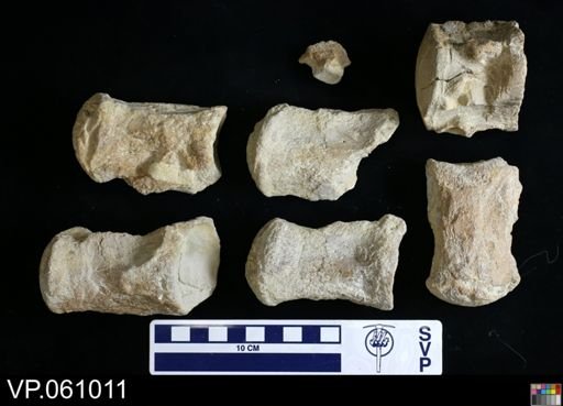 Mosasauridae