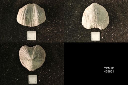 Platystrophia ponderosa