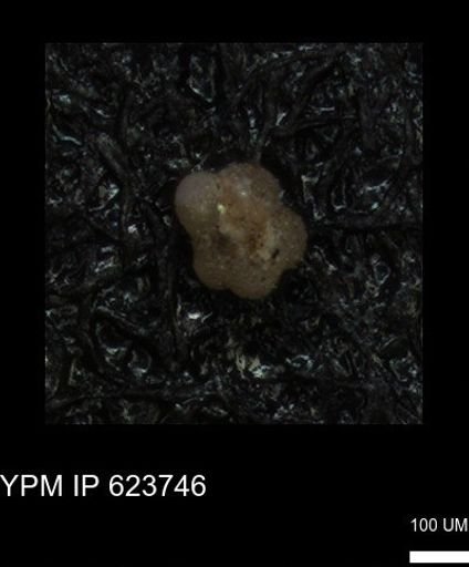 undet. Rugoglobigerinidae