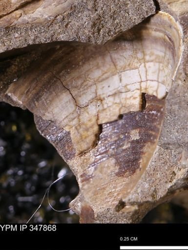 undet. Bivalvia