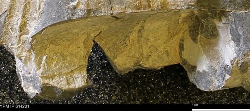 Baculites sp.