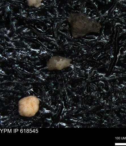 undet. Heterohelicidae
