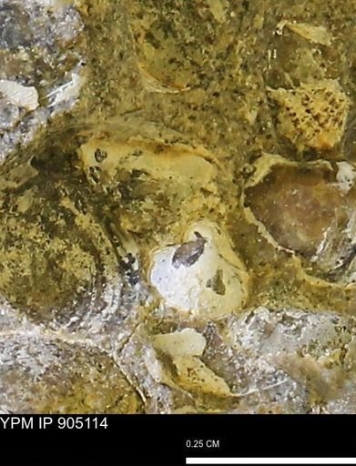 undet. Mollusca