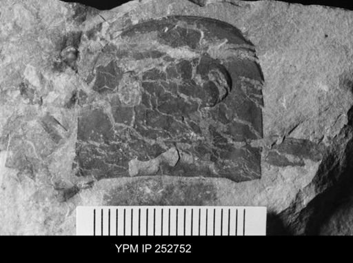 Eurypterus sp.