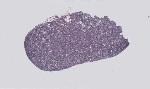 Rana clamitans