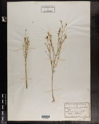 Plantae
