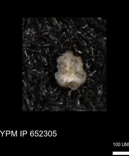 undet. Foraminiferida