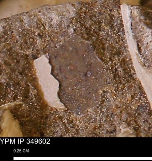 undet. Mollusca