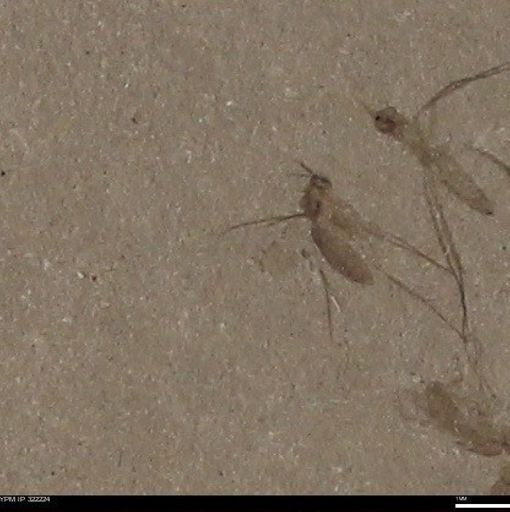 undet. Hymenoptera
