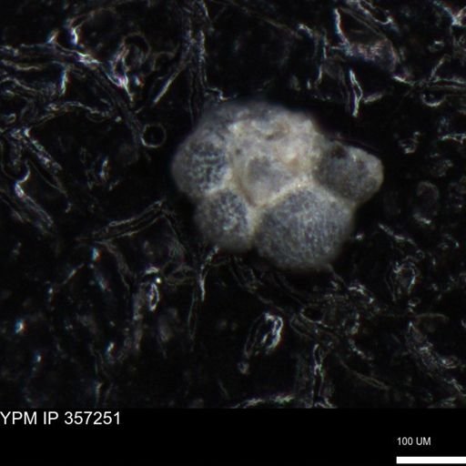 undet. Foraminiferida