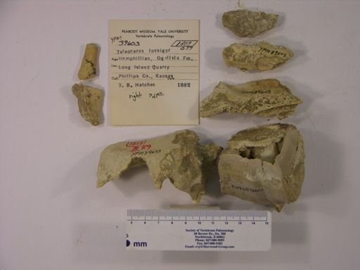 Teleoceras fossiger
