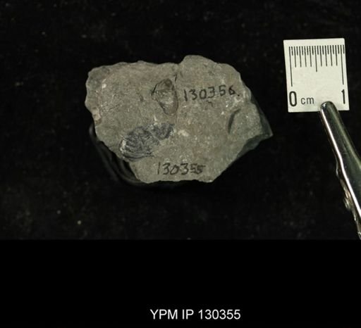 Phacops rana