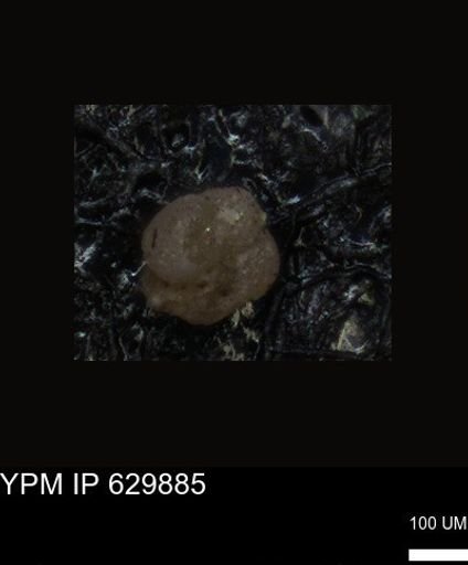 undet. Foraminiferida