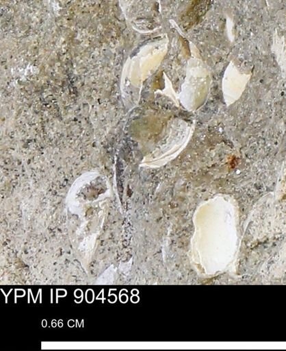 undet. Bivalvia