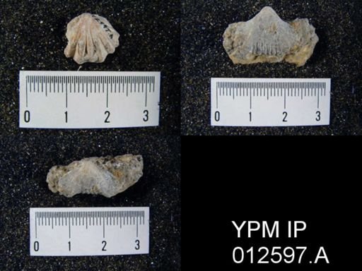 Camarophoria venusta