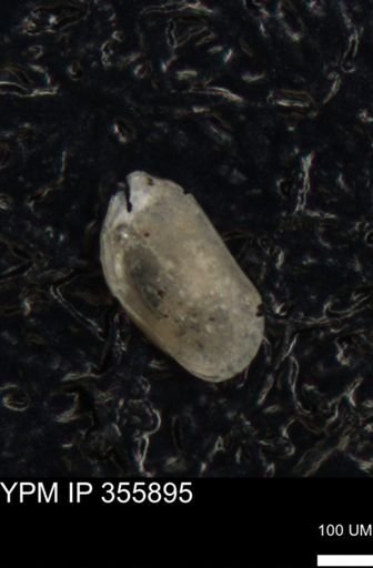 undet. Ostracoda