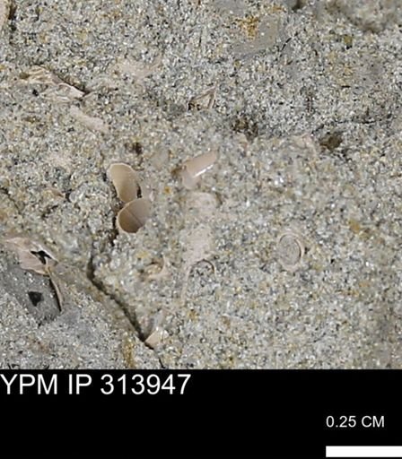 undet. Scaphopoda