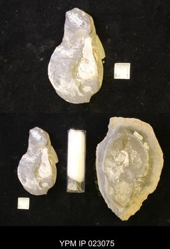 Hoploscaphites melloi
