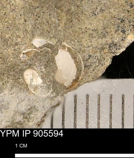 undet. Mollusca