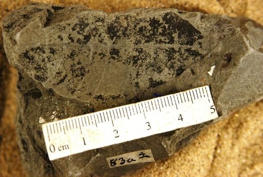 Laurophyllum dubiosum