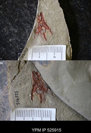 undet. Asterozoa