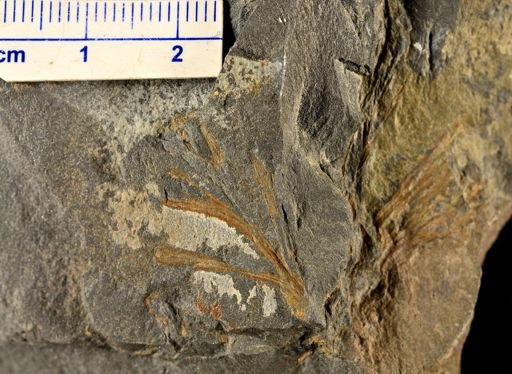 Eddya sullivanensis