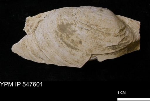 Mya arenaria
