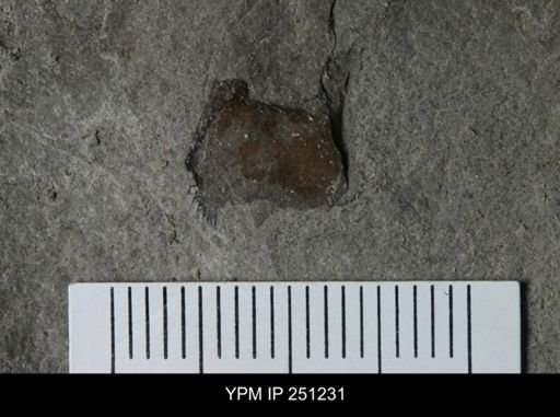 undet. Eurypterida