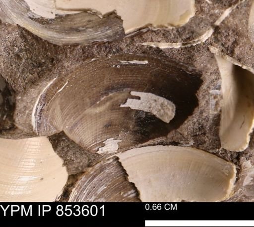 Limopsis striatopunctatus