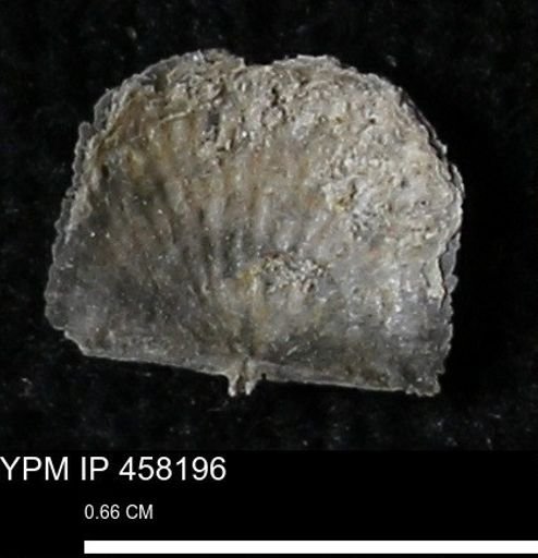 Chonetes mucronatus